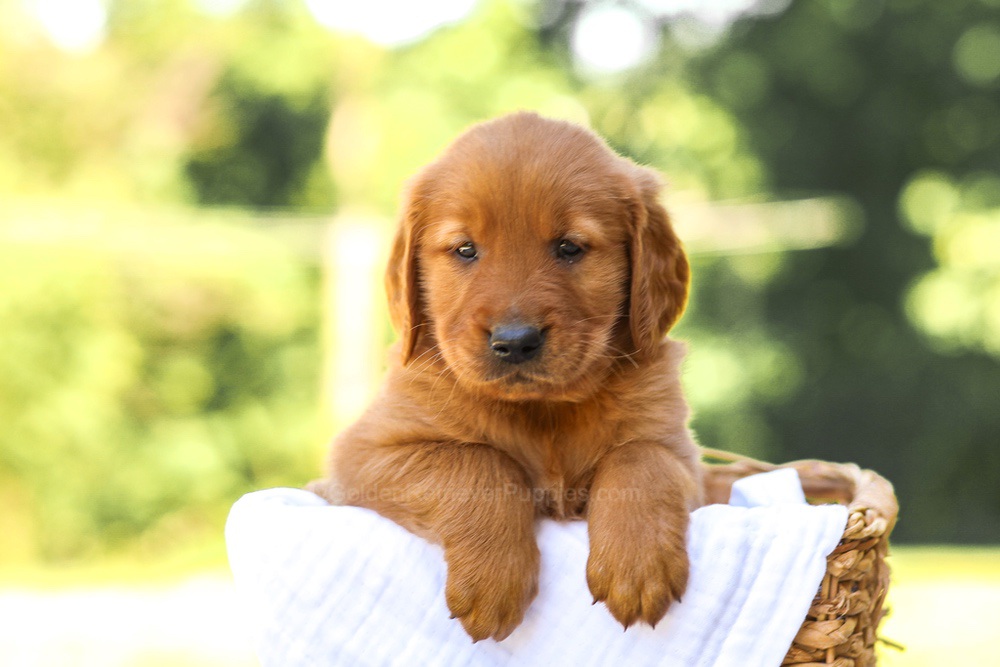 Asher Image of Asher, a Golden Retriever puppy