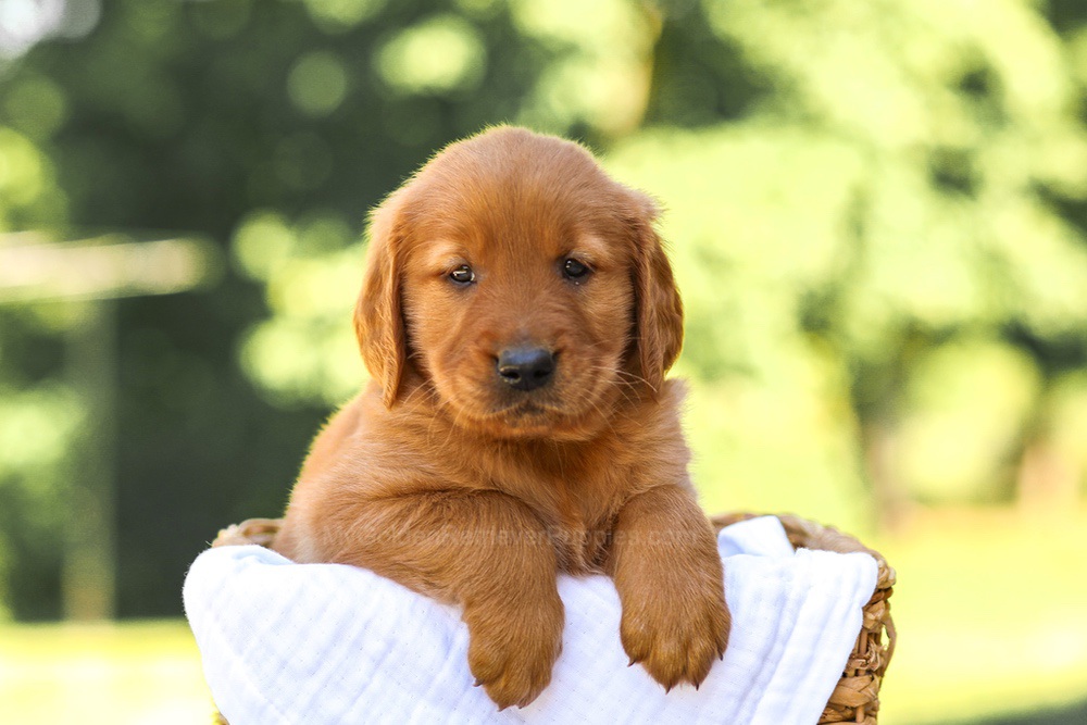 Asher Image of Asher, a Golden Retriever puppy