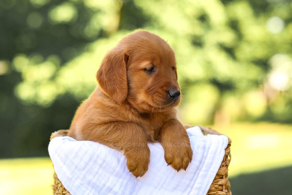 Asher Image of Asher, a Golden Retriever puppy
