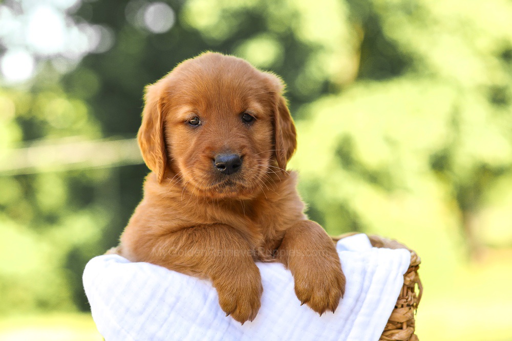 Asher Image of Asher, a Golden Retriever puppy