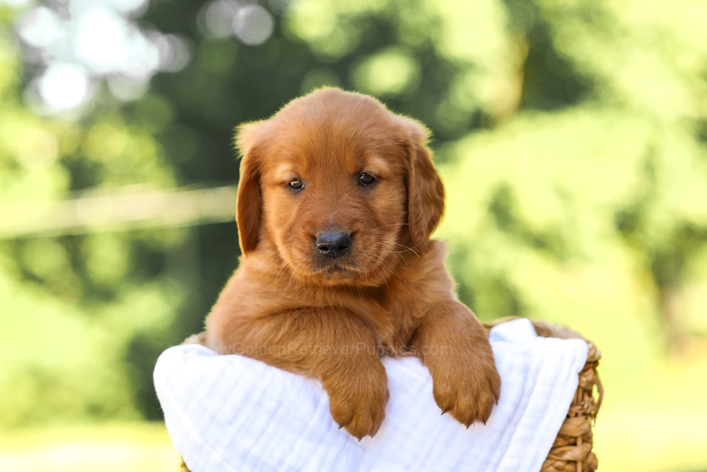 Asher Image of Asher, a Golden Retriever puppy