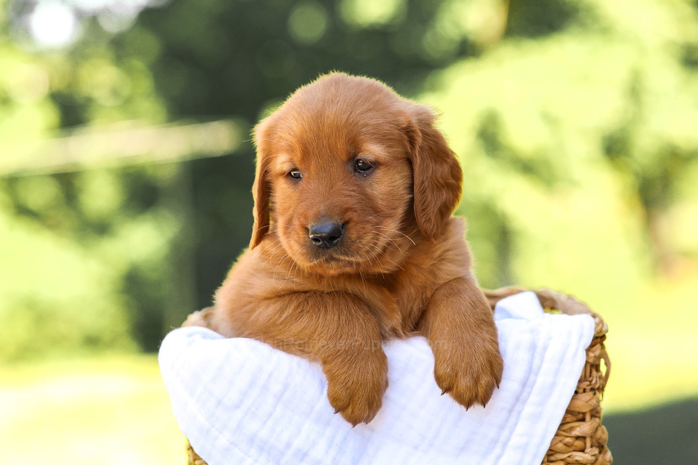 Asher Image of Asher, a Golden Retriever puppy