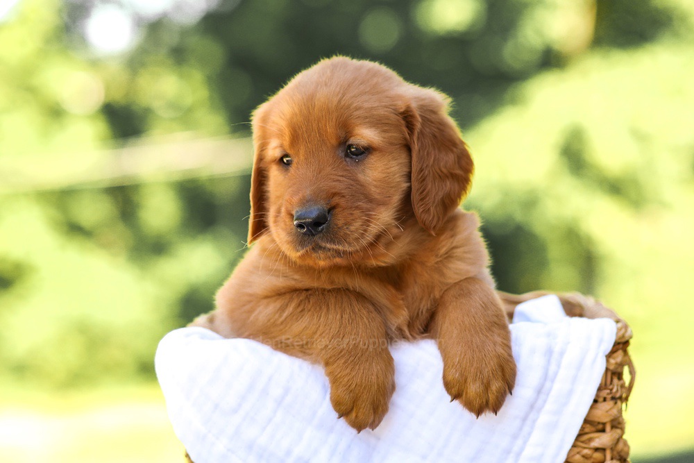Asher Image of Asher, a Golden Retriever puppy
