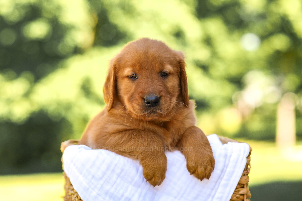 Asher Image of Asher, a Golden Retriever puppy