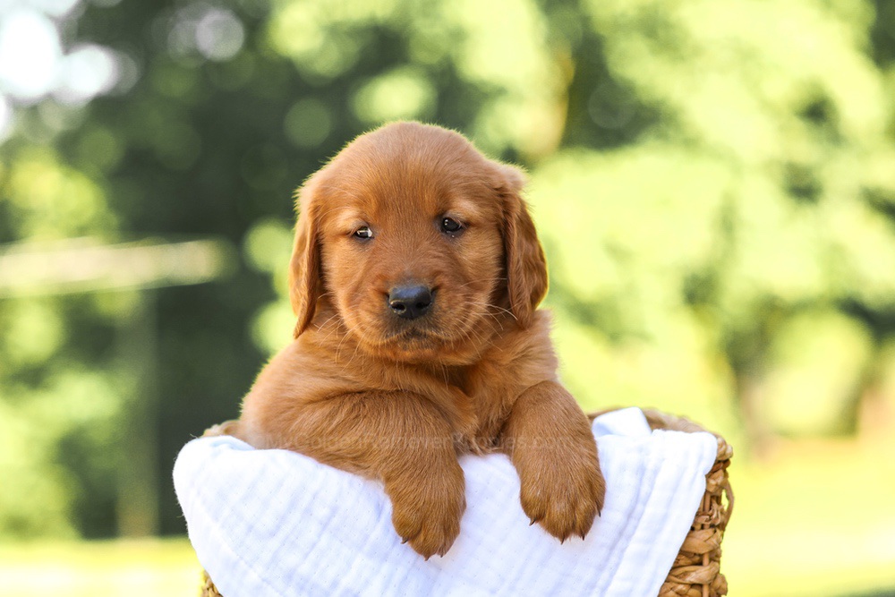 Asher Image of Asher, a Golden Retriever puppy