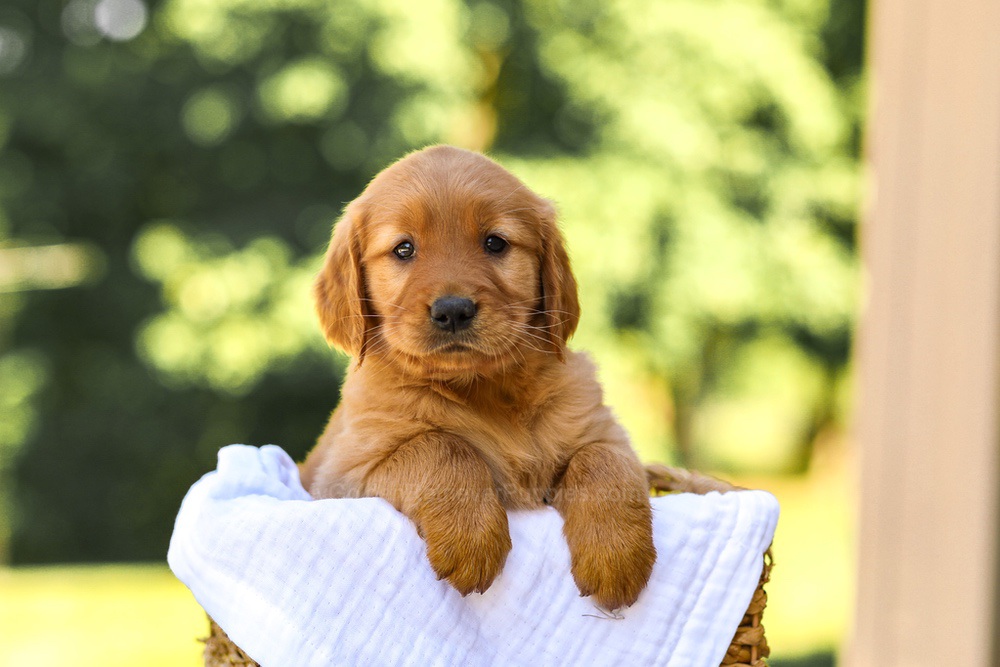 Ashley Image of Ashley, a Golden Retriever puppy