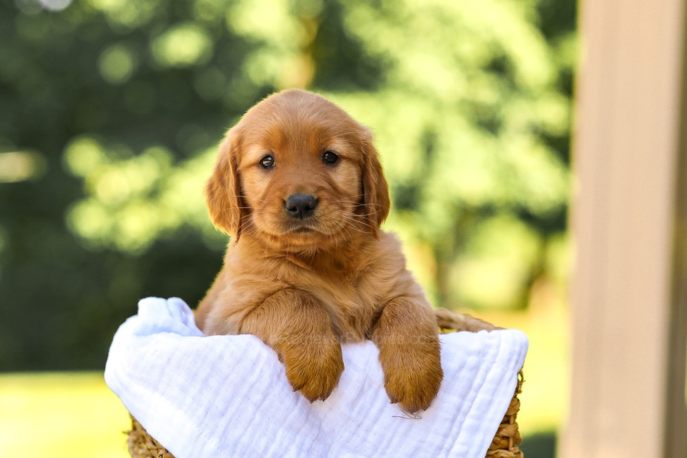 Ashley Image of Ashley, a Golden Retriever puppy