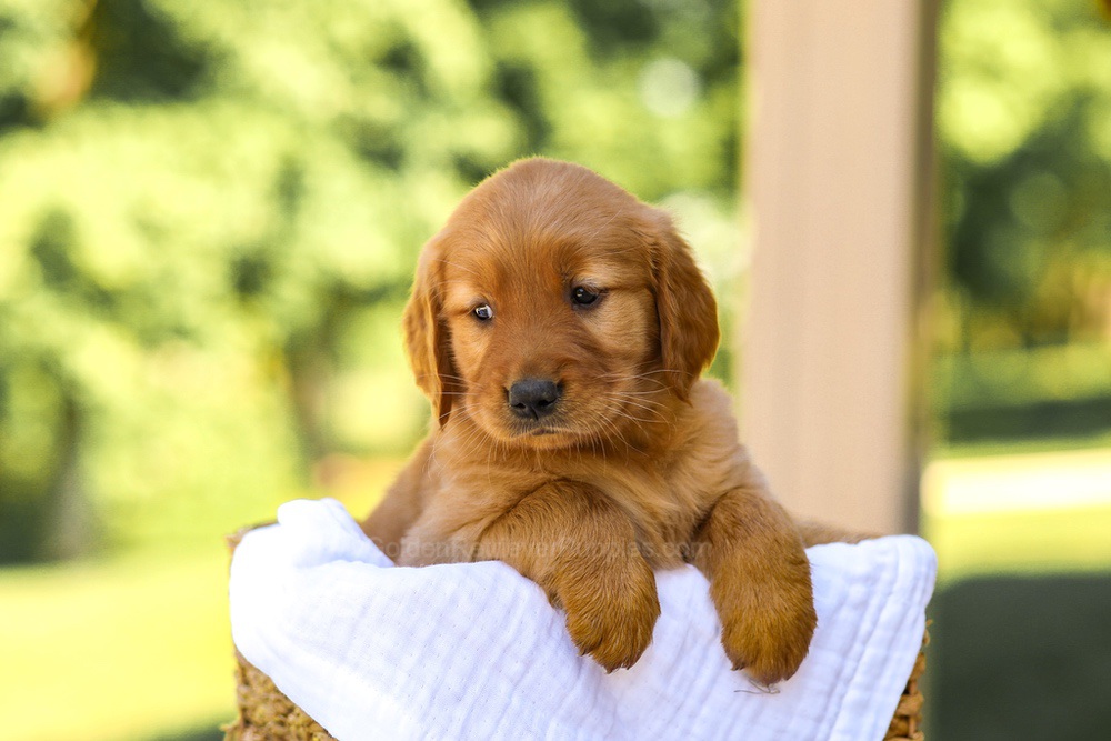 Ashley Image of Ashley, a Golden Retriever puppy