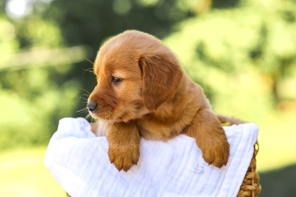 Ashley Image of Ashley, a Golden Retriever puppy