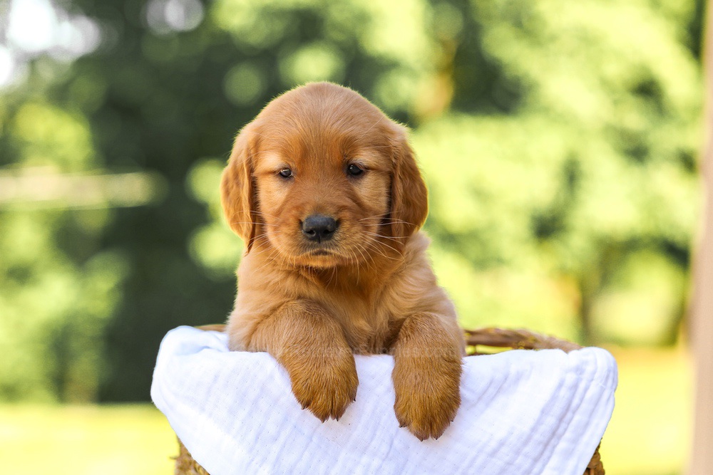 Ashley Image of Ashley, a Golden Retriever puppy