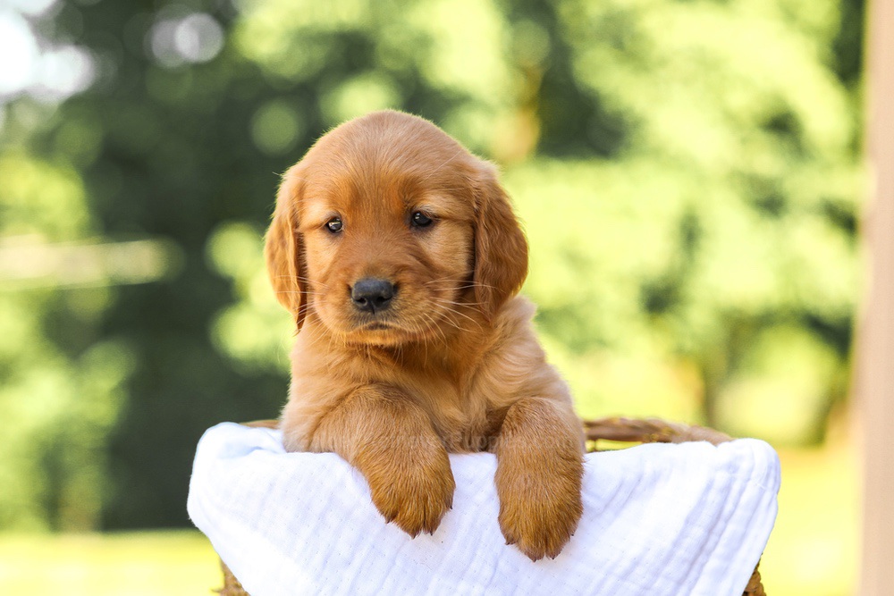 Ashley Image of Ashley, a Golden Retriever puppy