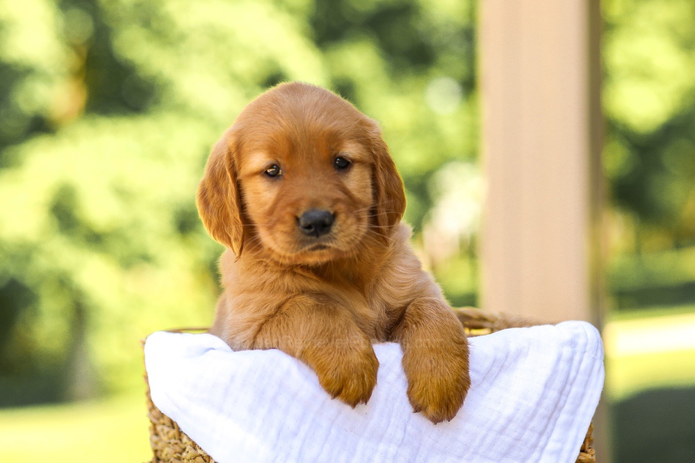 Ashley Image of Ashley, a Golden Retriever puppy