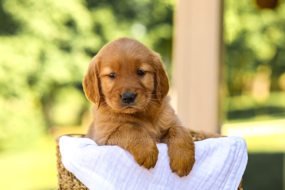 Ashley Image of Ashley, a Golden Retriever puppy