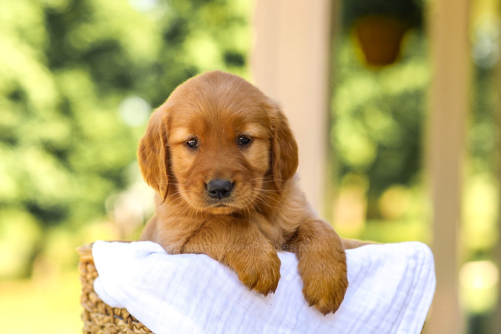 Ashley Image of Ashley, a Golden Retriever puppy
