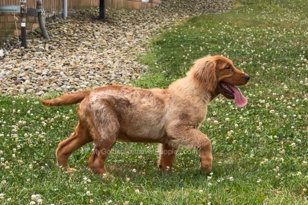 Duke Image of Duke, a Golden Retriever puppy