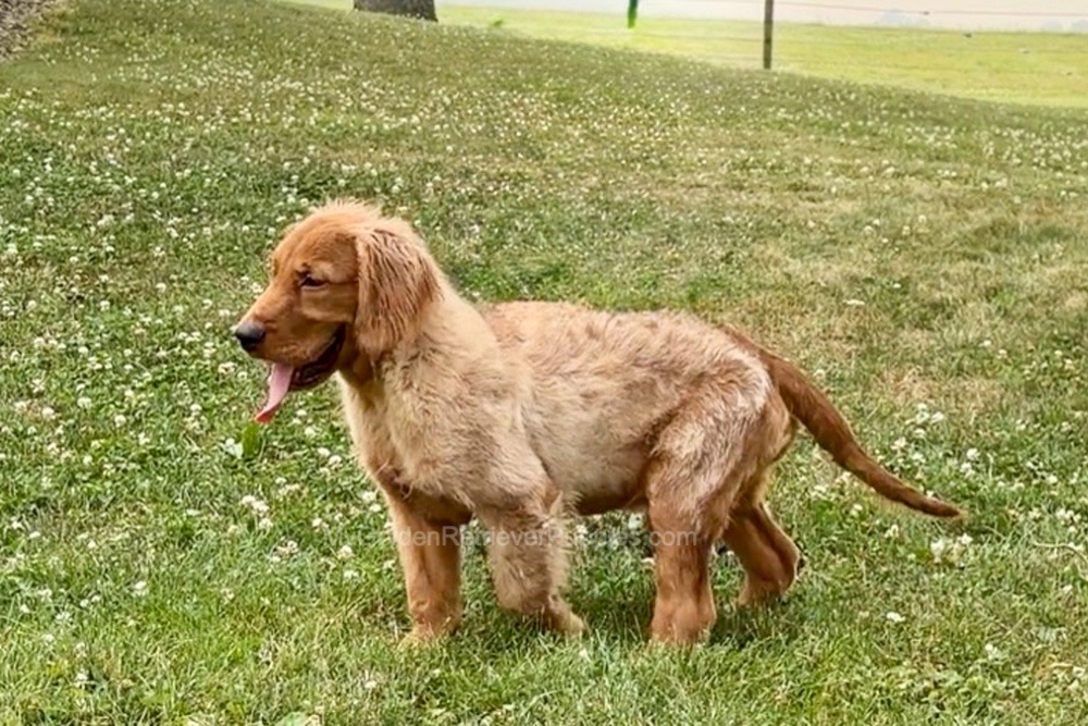 Duke Image of Duke, a Golden Retriever puppy