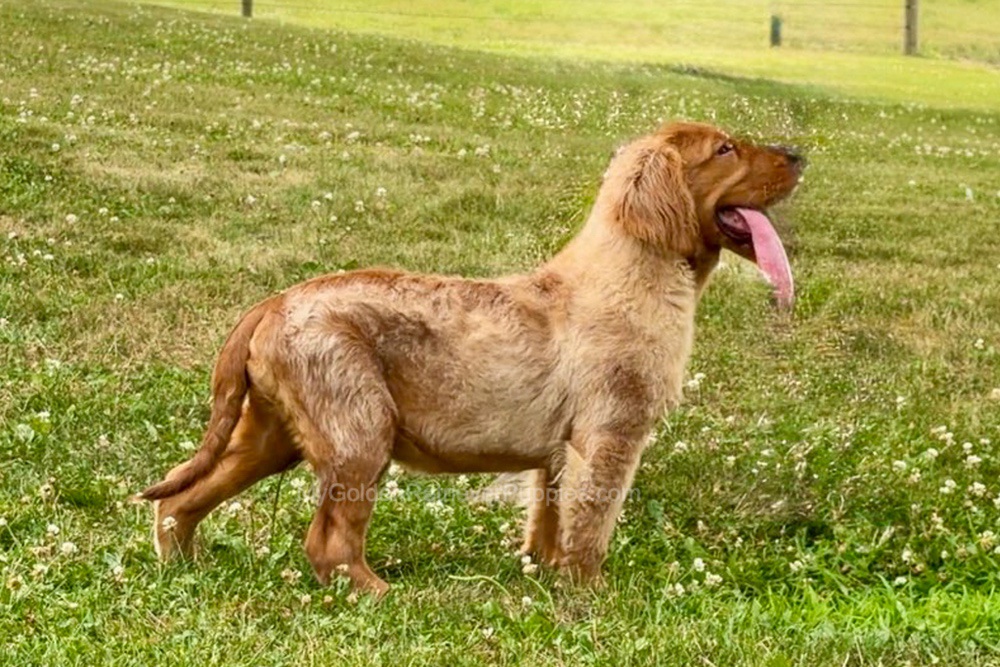 Duke Image of Duke, a Golden Retriever puppy