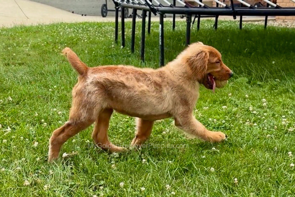 Duke Image of Duke, a Golden Retriever puppy