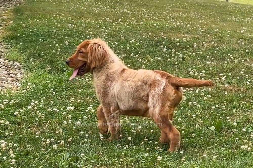 Duke Image of Duke, a Golden Retriever puppy