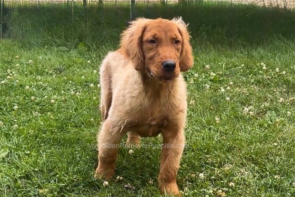 Duke Image of Duke, a Golden Retriever puppy