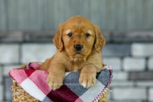 Image of Flora, a Golden Retriever puppy