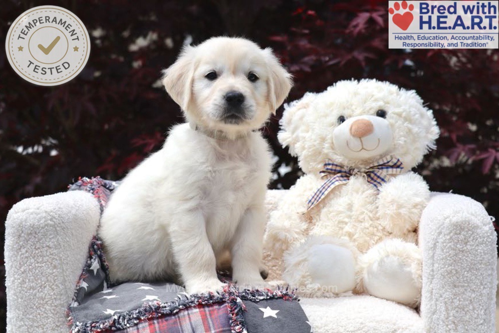 Trigger Image of Trigger, a Golden Retriever puppy