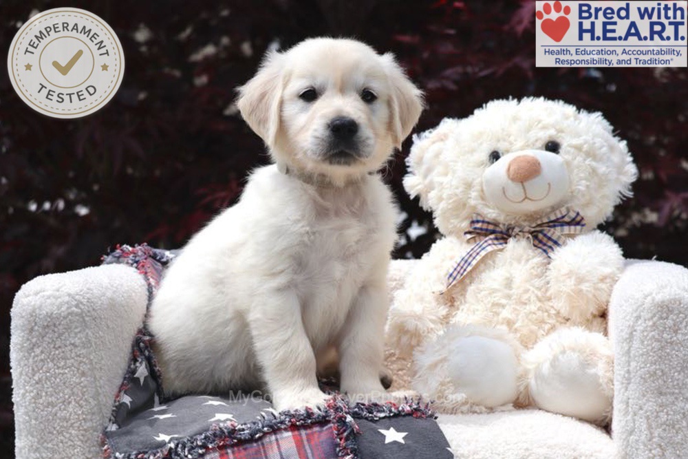 Trigger Image of Trigger, a Golden Retriever puppy
