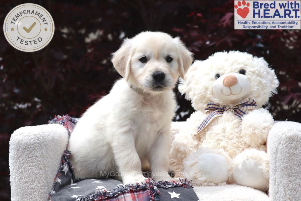Trigger Image of Trigger, a Golden Retriever puppy