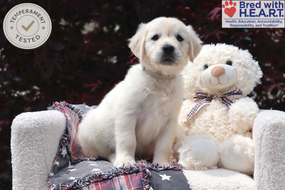 Trigger Image of Trigger, a Golden Retriever puppy