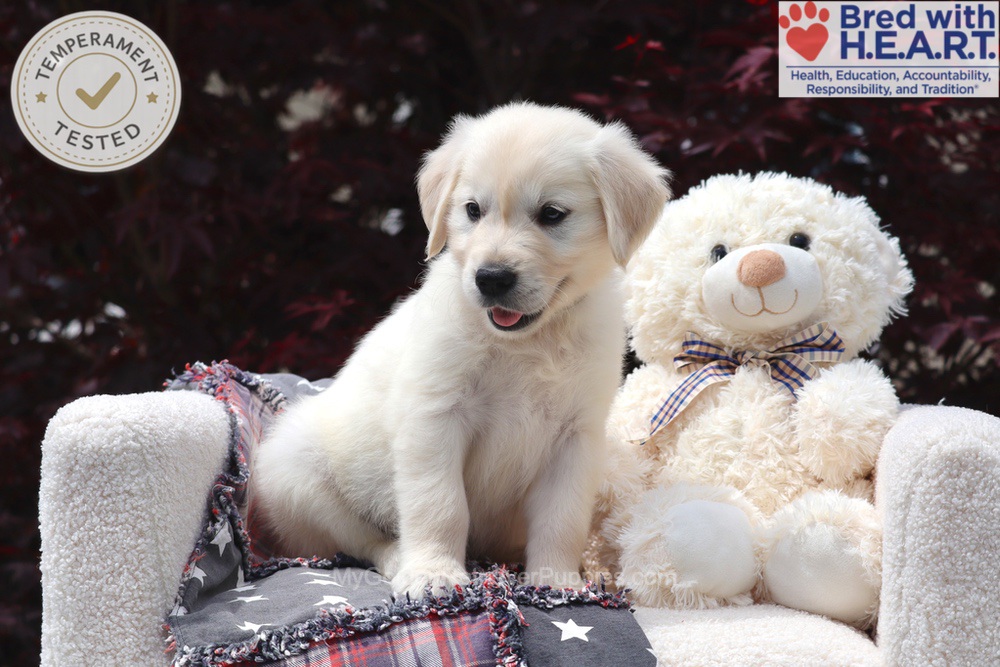 Trigger Image of Trigger, a Golden Retriever puppy