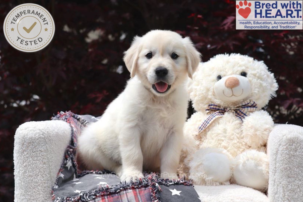 Trigger Image of Trigger, a Golden Retriever puppy