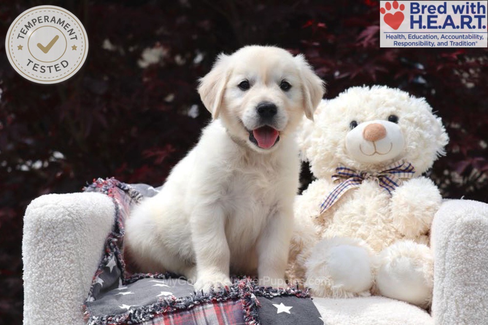 Trigger Image of Trigger, a Golden Retriever puppy