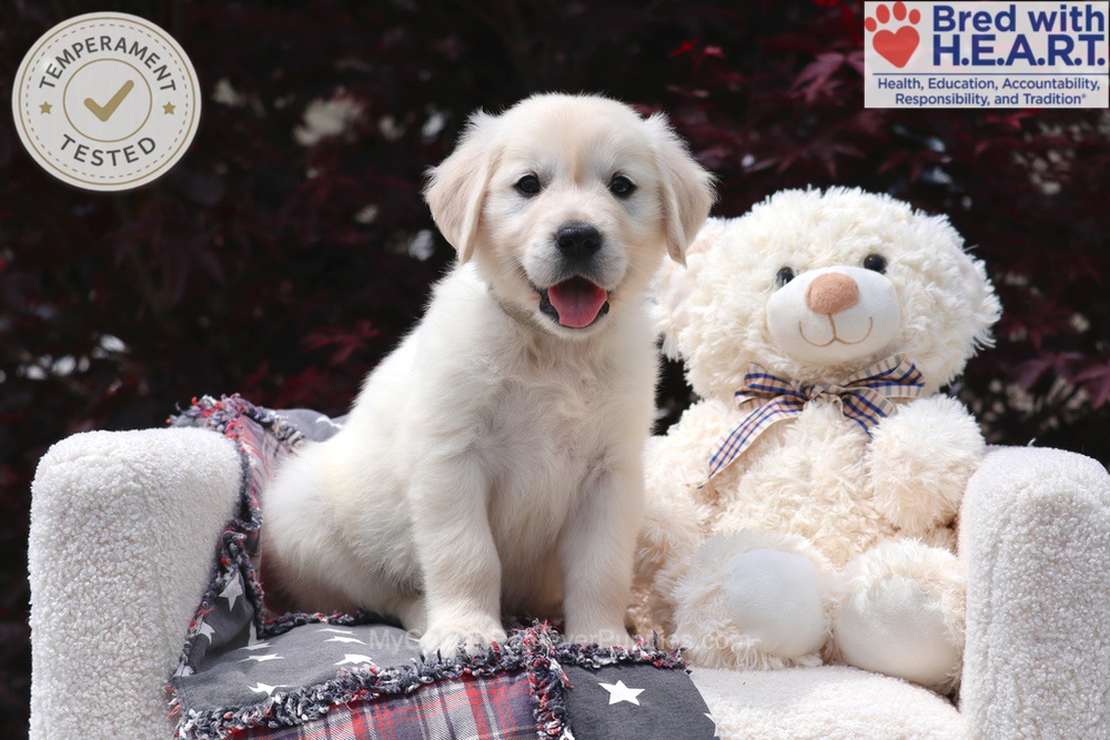 Trigger Image of Trigger, a Golden Retriever puppy