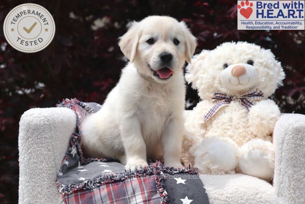 Trigger Image of Trigger, a Golden Retriever puppy