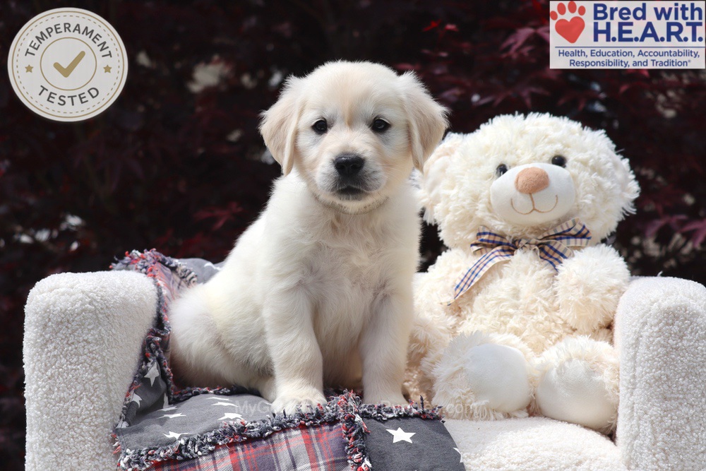 Trigger Image of Trigger, a Golden Retriever puppy