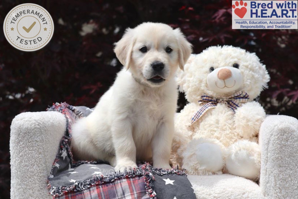 Trigger Image of Trigger, a Golden Retriever puppy