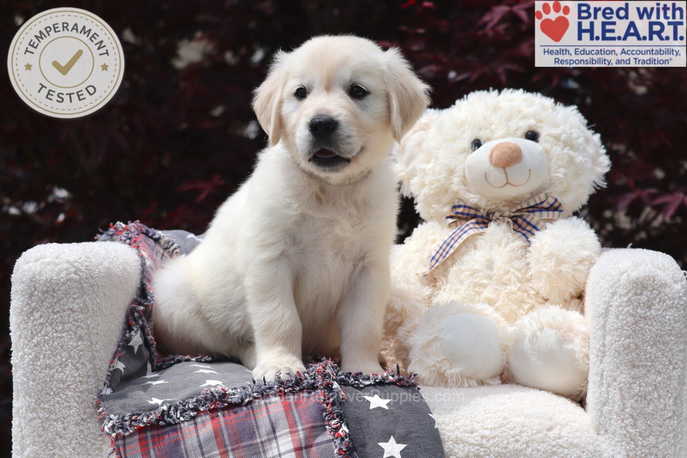 Trigger Image of Trigger, a Golden Retriever puppy