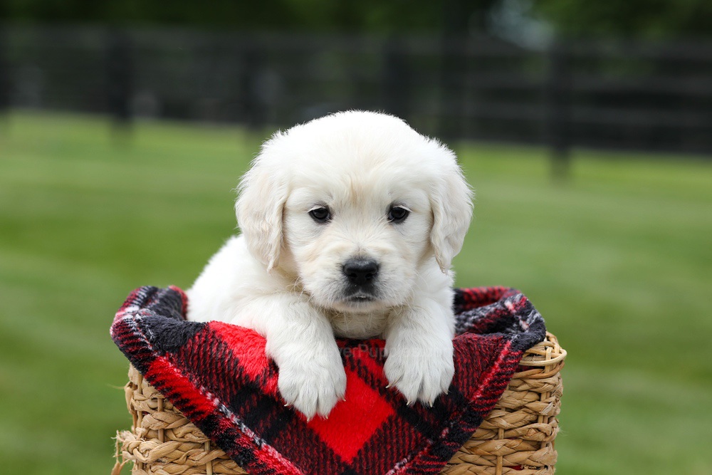 Aiden Image of Aiden, a Golden Retriever puppy