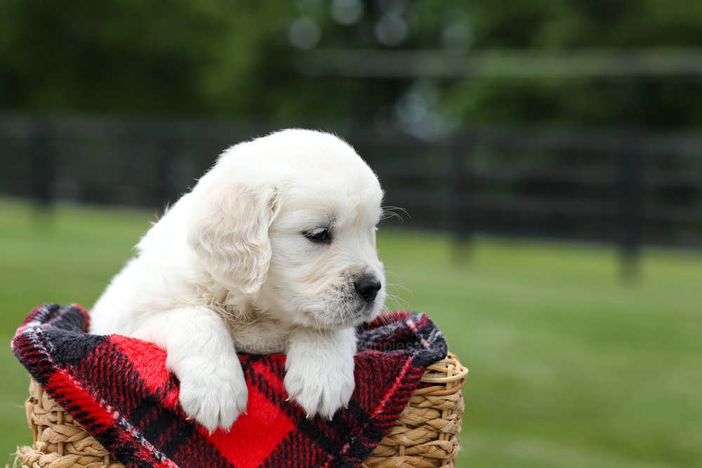 Aiden Image of Aiden, a Golden Retriever puppy