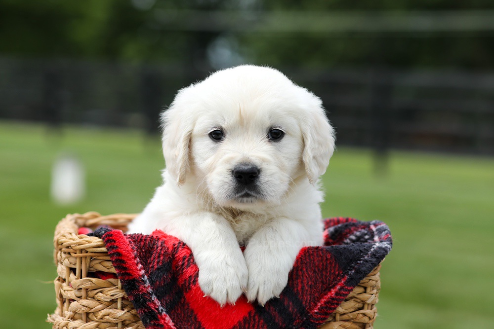 Aiden Image of Aiden, a Golden Retriever puppy