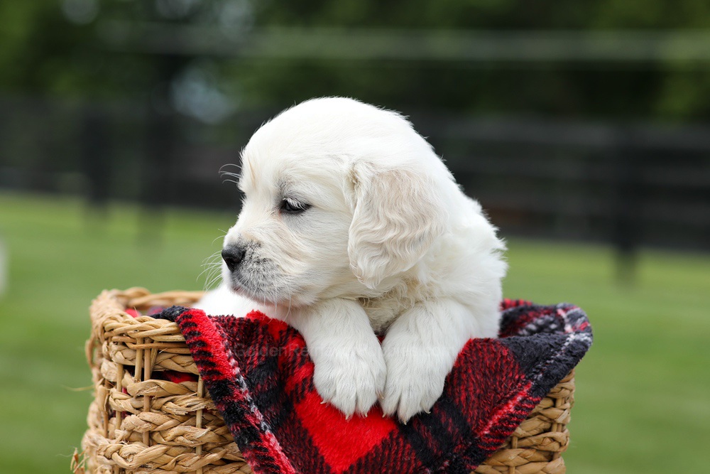 Aiden Image of Aiden, a Golden Retriever puppy