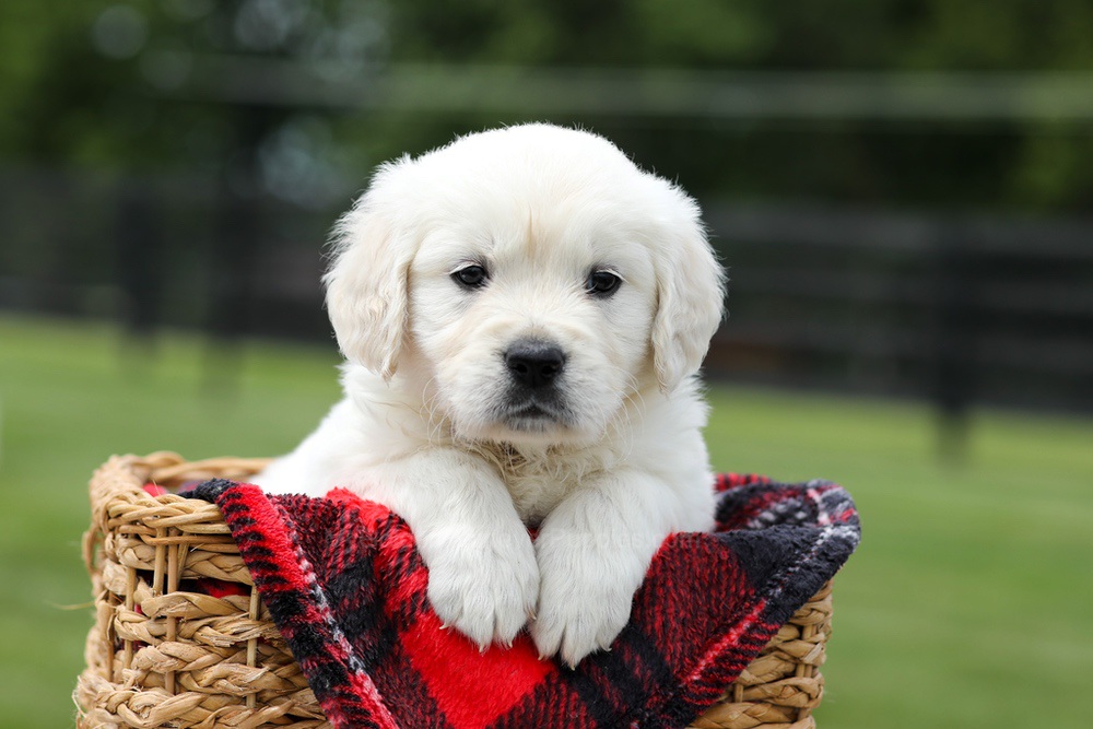 Aiden Image of Aiden, a Golden Retriever puppy