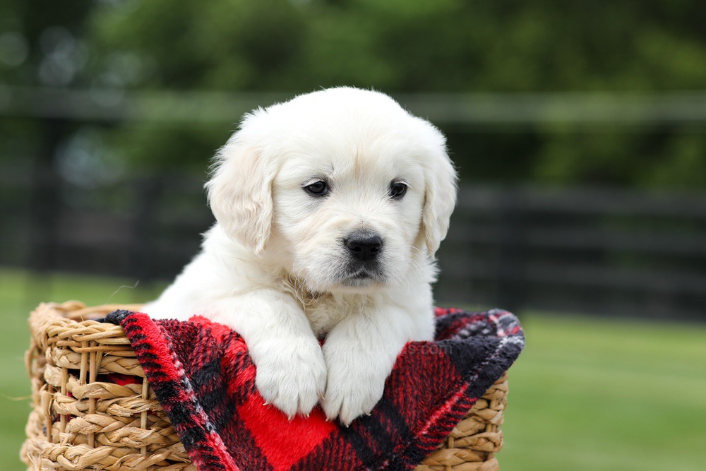 Aiden Image of Aiden, a Golden Retriever puppy