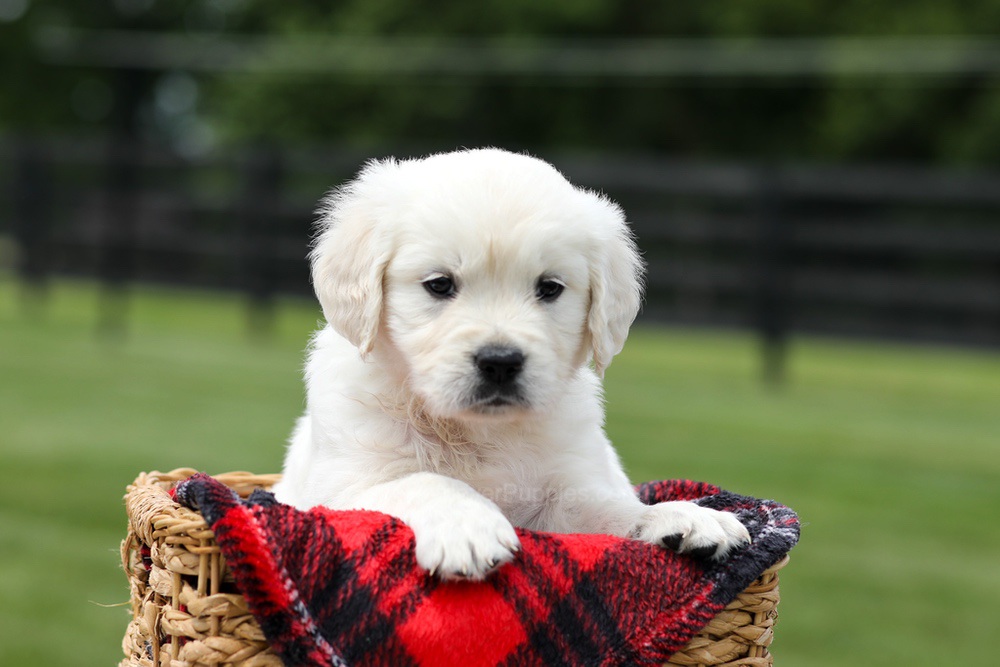 Aiden Image of Aiden, a Golden Retriever puppy