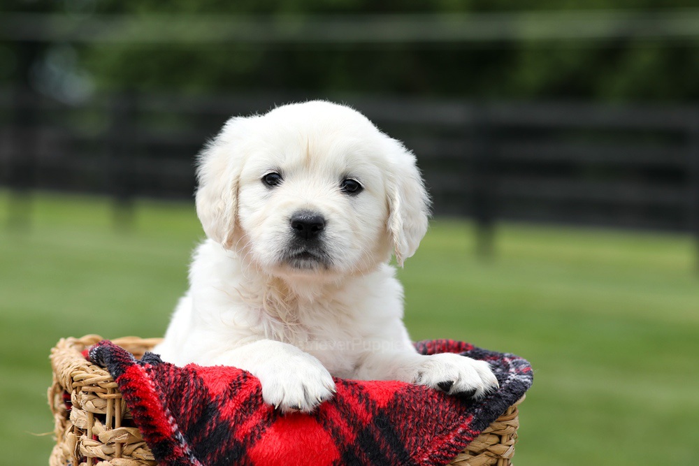 Aiden Image of Aiden, a Golden Retriever puppy
