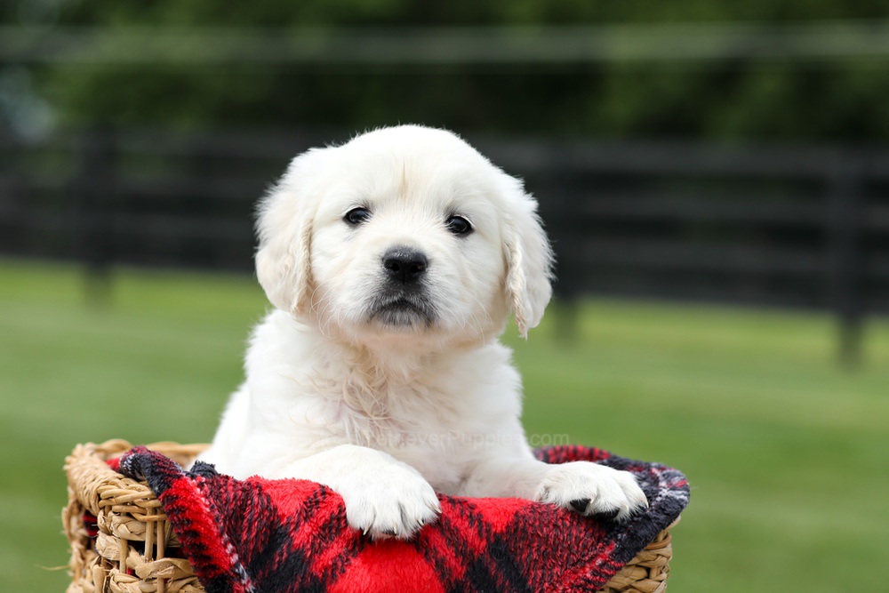 Aiden Image of Aiden, a Golden Retriever puppy