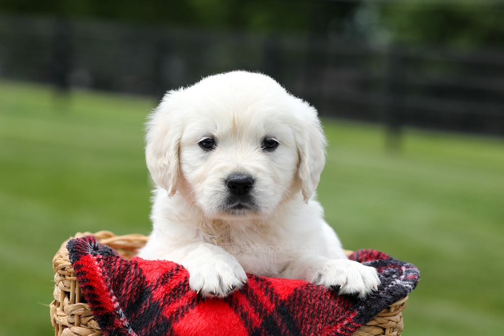 Aiden Image of Aiden, a Golden Retriever puppy