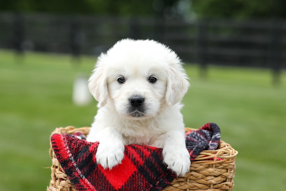Alfie Image of Alfie, a Golden Retriever puppy