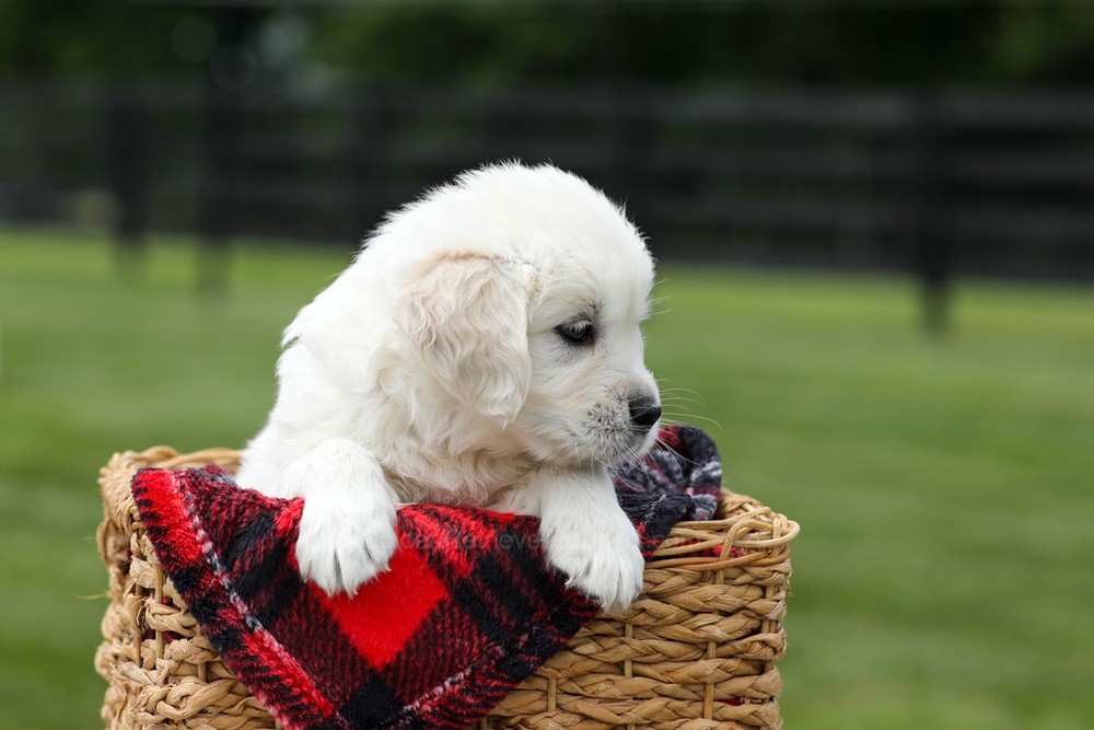 Alfie Image of Alfie, a Golden Retriever puppy