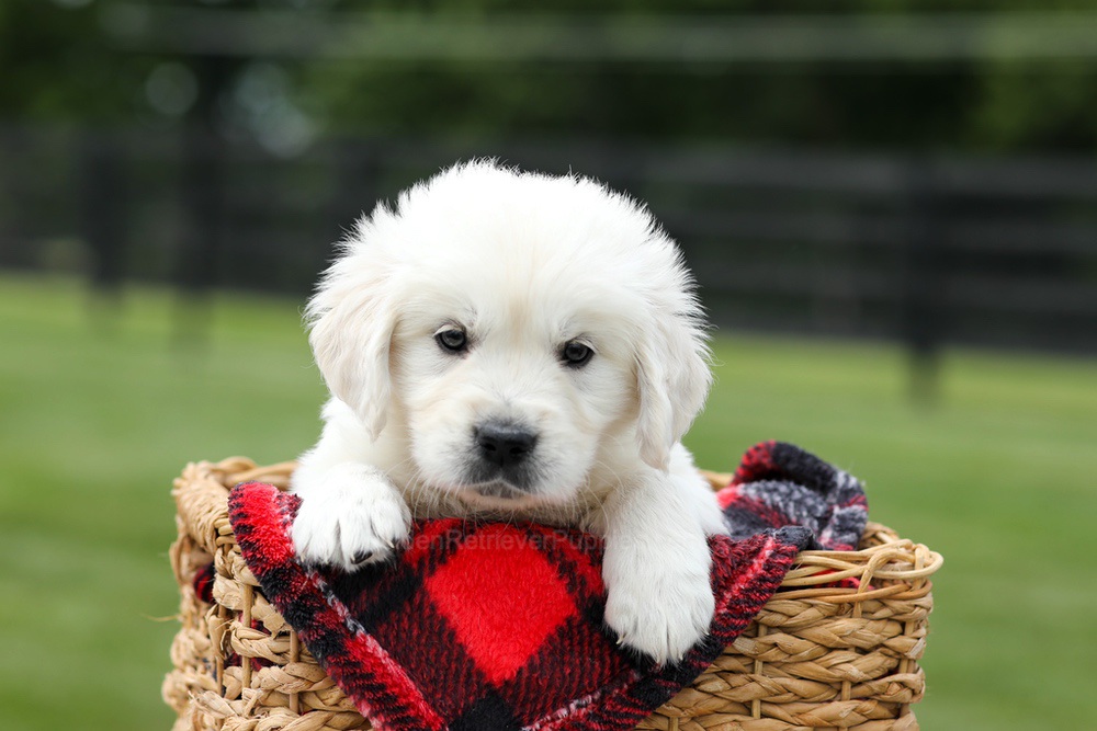 Alfie Image of Alfie, a Golden Retriever puppy